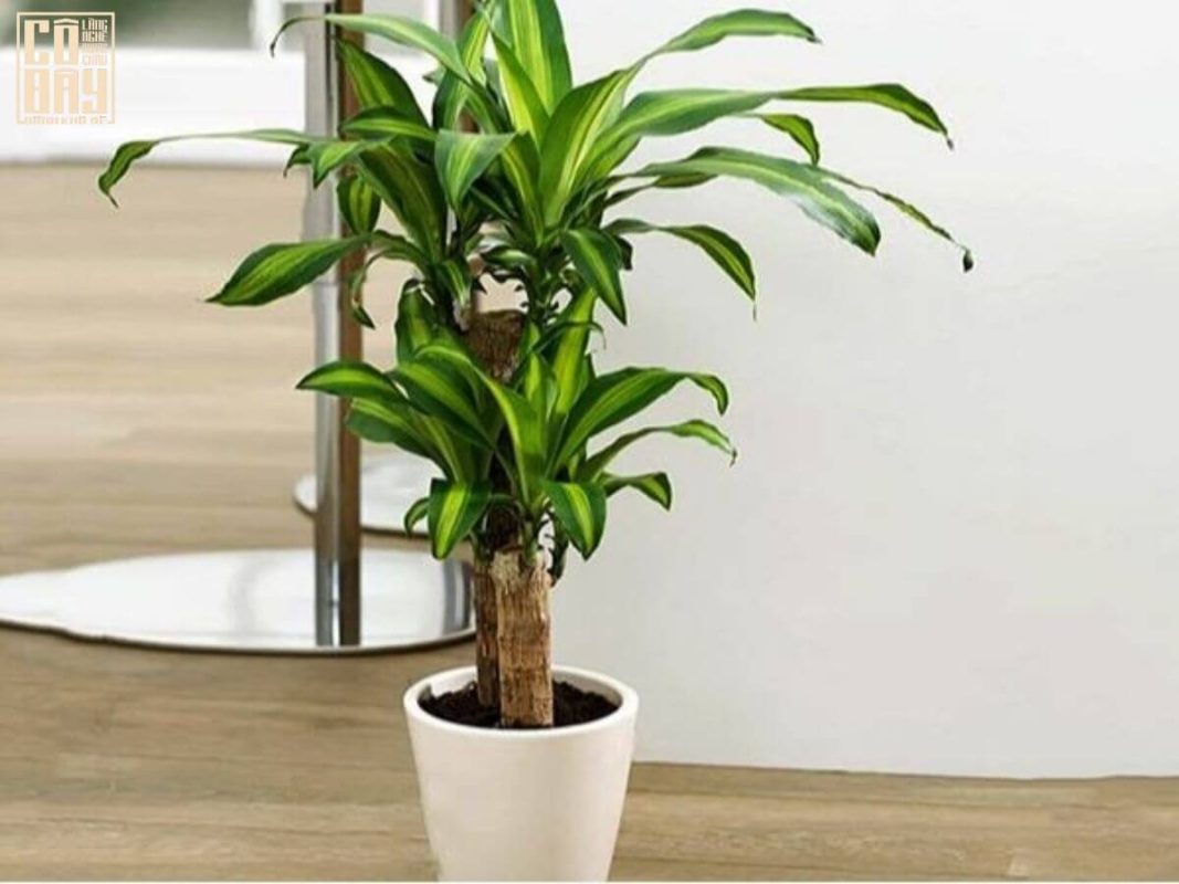 Bánh khô mè Quang Châu Cô Đây