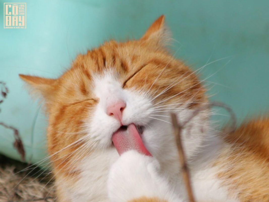 Bánh khô mè Quang Châu Cô Đây